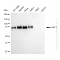 KD-Validated HSF1 Rabbit mAb (20 μl)