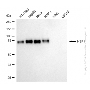 KD-Validated HSF1 Rabbit mAb (20 μl)