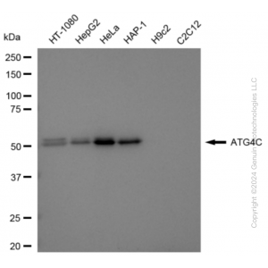 KD-Validated ATG4C Rabbit mAb (20 μl)