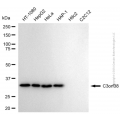 KD-Validated C3orf38 Rabbit mAb (20 μl)