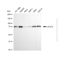 KD-Validated STAT3 Mouse mAb (20 μl)