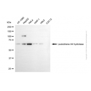 KD-Validated LTA4H Mouse mAb (20 μl)