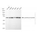 KD-Validated LTA4H Mouse mAb (20 μl)