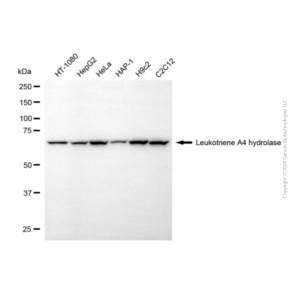 KD-Validated LTA4H Mouse mAb (20 μl)