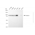 KD-Validated GPHN Mouse mAb (20 μl)