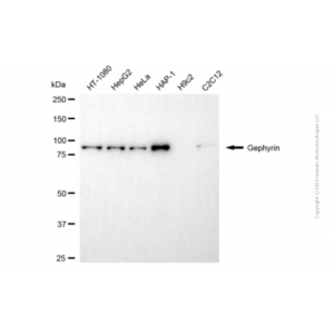 KD-Validated GPHN Mouse mAb (20 μl)
