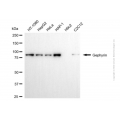 KD-Validated GPHN Mouse mAb (20 μl)