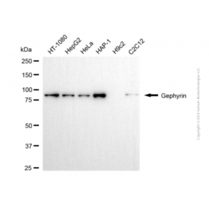 KD-Validated GPHN Mouse mAb (20 μl)