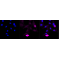 LifeSab™ PI3K p110 α Rabbit mAb (20 μl)