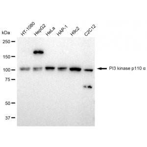 LifeSab™ PI3K p110 α Rabbit mAb (20 μl)