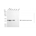 KD-Validated CTH Mouse mAb (20 μl)