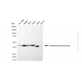 KD-Validated CTH Mouse mAb (20 μl)