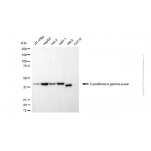 KD-Validated CTH Mouse mAb (20 μl)