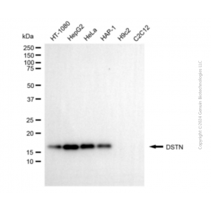 KD-Validated DSTN Mouse mAb (20 μl)