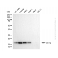 KD-Validated DSTN Mouse mAb (20 μl)