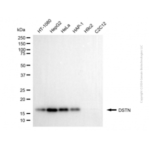 KD-Validated DSTN Mouse mAb (20 μl)