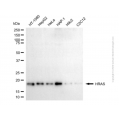 KD-Validated HRAS Mouse mAb (20 μl)