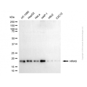 KD-Validated HRAS Mouse mAb (20 μl)