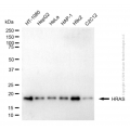 KD-Validated HRAS Mouse mAb (20 μl)