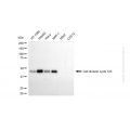 KD-Validated CDC123 Mouse mAb (20 μl)