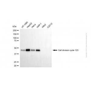 KD-Validated CDC123 Mouse mAb (20 μl)