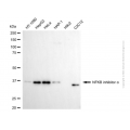 KD-Validated NFKBIA Mouse mAb (20 μl)