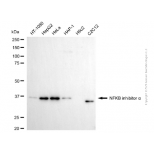 KD-Validated NFKBIA Mouse mAb (20 μl)
