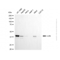 KD-Validated JUN Mouse mAb (20 μl)