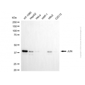 KD-Validated JUN Mouse mAb (20 μl)