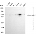 KD-Validated CTNND1 Mouse mAb (20 μl)