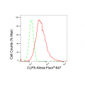KD-Validated GLS Rabbit mAb (20 μl)