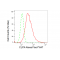 KD-Validated GLS Rabbit mAb (20 μl)