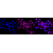 KD-Validated GLS Rabbit mAb (20 μl)