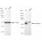 KD-Validated GLS Rabbit mAb (20 μl)