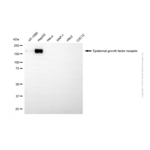 KD-Validated EGFR Mouse mAb (20 μl)