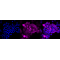 KD-Validated GLNS Rabbit mAb (20 μl)