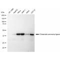 KD-Validated GLNS Rabbit mAb (20 μl)