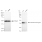 KD-Validated GLNS Rabbit mAb (20 μl)
