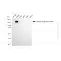 KD-Validated EGFR Mouse mAb (20 μl)
