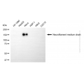KD-Validated NEFM Mouse mAb (20 μl)