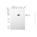 KD-Validated ALPL Mouse mAb (20 μl)