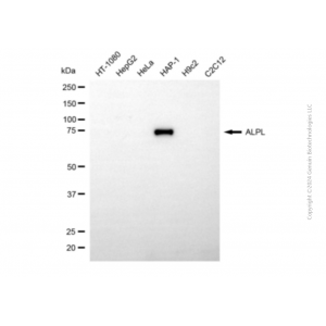 KD-Validated ALPL Mouse mAb (20 μl)