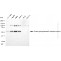 KD-Validated PPP5C Mouse mAb (20 μl)