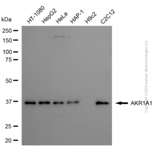 KD-Validated AKR1A1 Mouse mAb (20 μl)