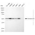 KD-Validated ANXA11 Mouse mAb (20 μl)