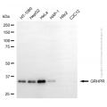 KD-Validated GRHPR Mouse mAb (20 μl)