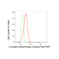 KD-Validated GNB2 Rabbit mAb (20 μl)