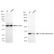 KD-Validated GNB2 Rabbit mAb (20 μl)