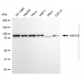 KD-Validated ASCC2 Mouse mAb (20 μl)