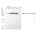 KD-Validated NEK9 Mouse mAb (20 μl)